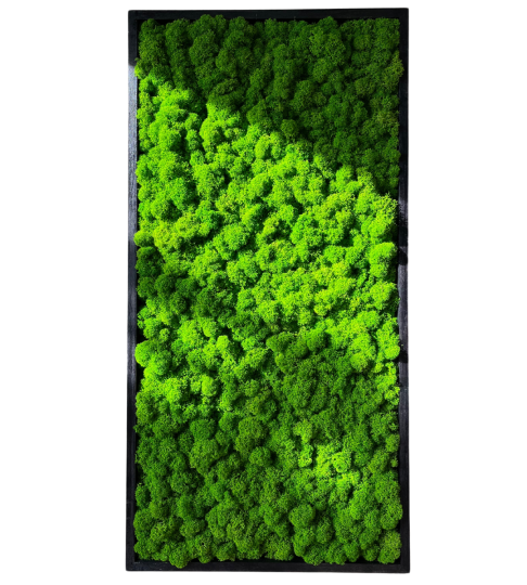 Obraz z chrobotkiem w czarnej ramie 30x80cm (pion)